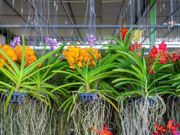 Hängende Blumentöpfe mit bunten Blumen und grünen Pflanzen — Stockfoto