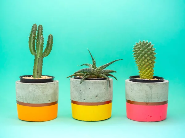 Colorful modern concrete planters with cactus plants. Painted co