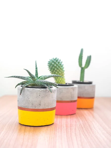Coloridas macetas modernas de hormigón con plantas de cactus. Pintado co — Foto de Stock