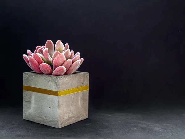 Modern cubic concrete planter with pink succulent plant. Painted