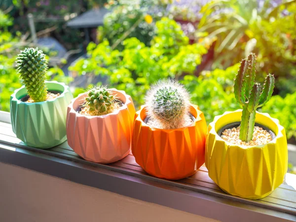 Colorful painted geometric concrete planters with cactus plant.