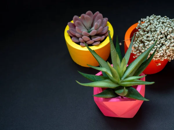 Mooie verschillende geometrische betonnen plantenbakken met Cactus, flowe — Stockfoto
