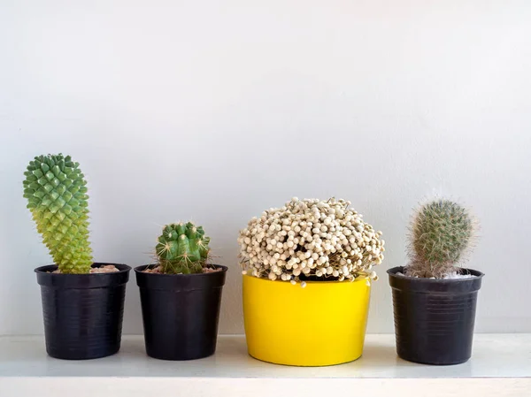 Beautiful round concrete planters with cactus plant. Colorful pa