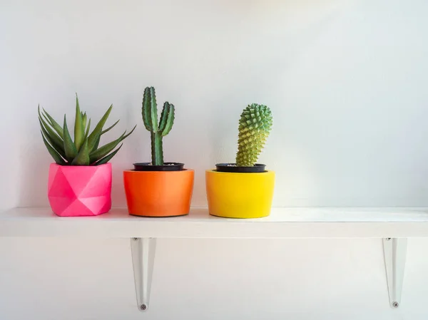 Belles diverses planteuses géométriques en béton avec cactus, flowe — Photo