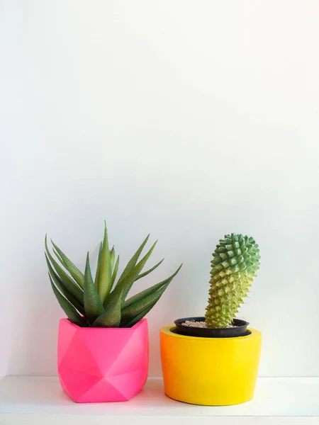 Belles jardinières rondes en béton avec usine de cactus. Coloré pa — Photo