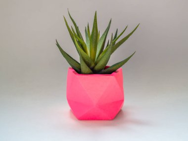 Pembe geometrik beton planter yeşil sulu bitki. Colorf