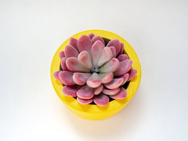 Sarı yuvarlak beton planter güzel pembe sulu bitki.