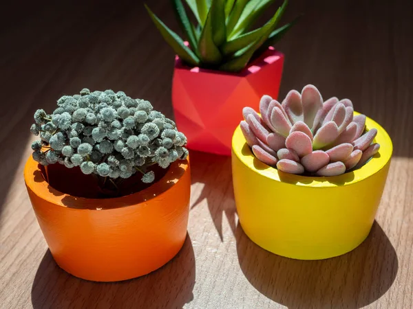 Belles diverses planteuses géométriques en béton avec cactus, flowe — Photo