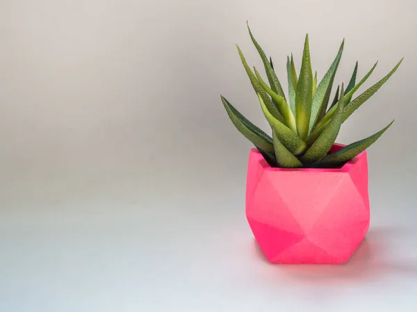 Green succulent plant in pink geometric concrete planter. Colorf — Stock Photo, Image