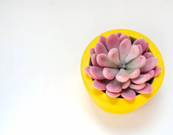 Beautiful pink succulent plant in yellow round concrete planter.