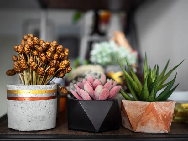 Beautiful colorful concrete planter with dried flower and succul