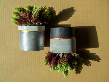 Sulu bitki ile güzel boş boyalı beton planter. H