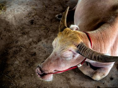 Uyuyan albino bufalo. Tay pembe bufalo groun üzerinde uyku