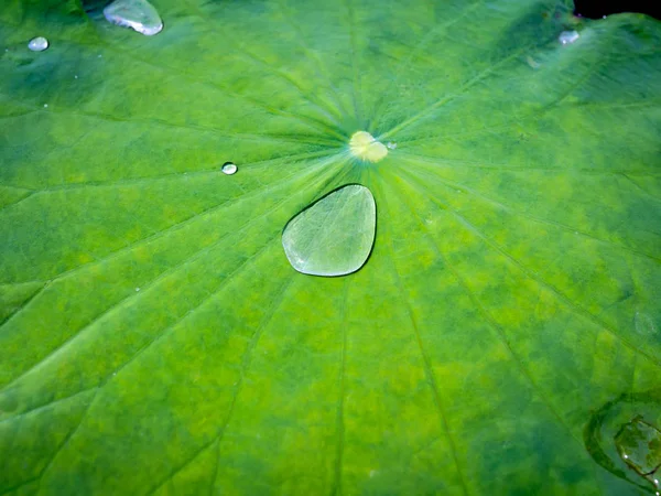 Kapky vody na zeleném listu Lotus. — Stock fotografie