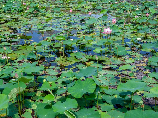 Landschaft des Lotusteiches. — Stockfoto