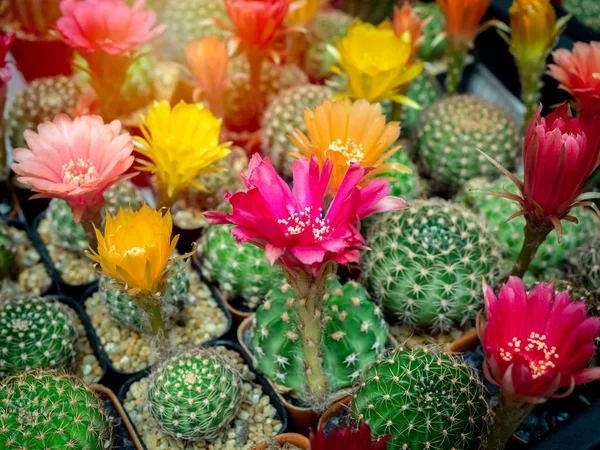 Cactus breeding. Cactus flowers in plastic pot in cactus farm sh