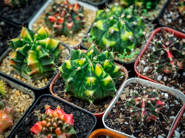 Kaktusz tenyésztés. Cactus a műanyag fazékban kaktusz gazdaságban bolt. — Stock Fotó