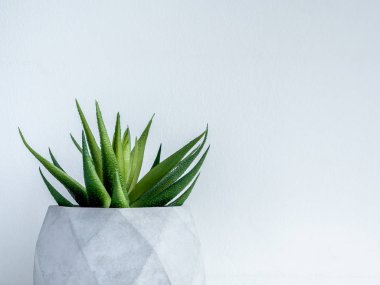 Beton saksı. Modern geometrik beton ekici.