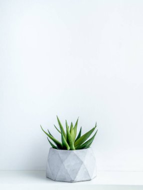 Beton saksı. Modern geometrik beton ekici.