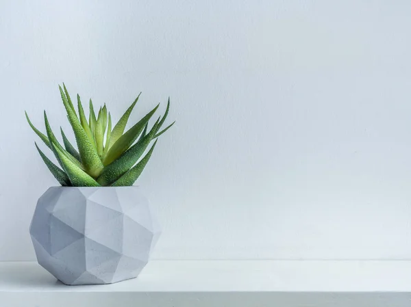 Concrete pot. Modern geometric concrete planter. — Stock Photo, Image