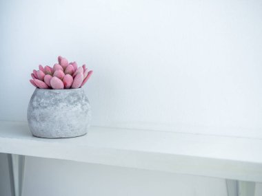 Beton saksı. Modern geometrik beton ekici.