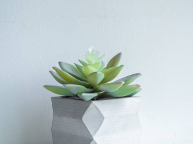 Beton saksı. Modern geometrik beton ekici.