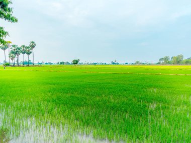 Kırsal alanda pirinç tarlaları.