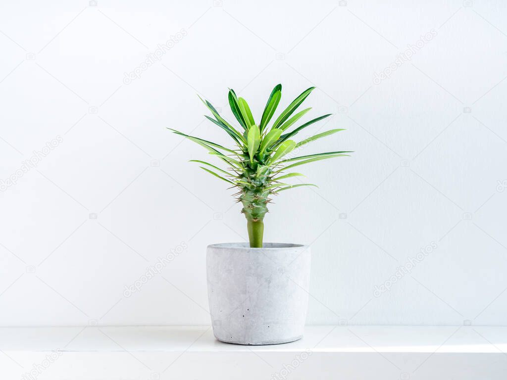 Small green madagascar cactus tree in concrete pot on white shelf isolated on white background.