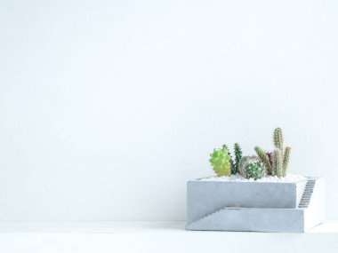 Bir sürü küçük yeşil kaktüs, kare beton bir saksıda beyaz arka planda fotokopi alanı olan bir rafta duruyor..