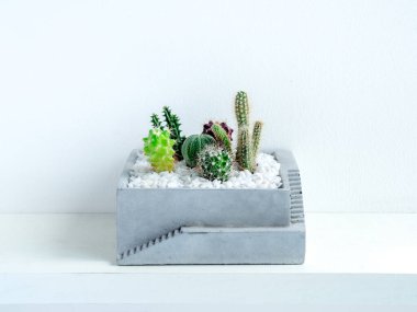 Bir sürü küçük yeşil kaktüs, beyaz arka plandaki rafta, kare beton bir saksıda yetişir..