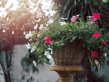 Sepette güzel beyaz ve kırmızı çiçek, bahçede eski tarz.
