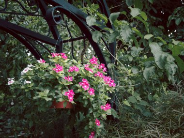 Yeşil bahçe arka planında asılı duran güzel beyaz ve kırmızı çiçek.