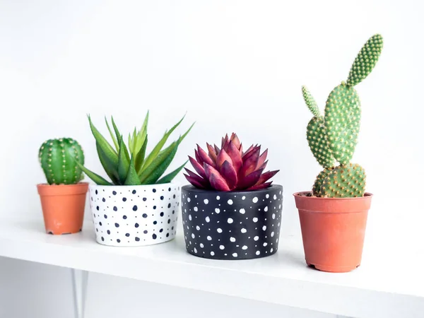 Pot Plantes Plantes Succulentes Vertes Rouges Noir Blanc Moderne Avec — Photo