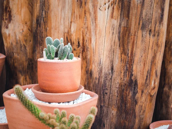 Small terracotta pot with green growth cactus plant on white gravels on wood background with copy space.