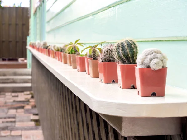 Várias Plantas Cacto Muitos Potes Plástico Alinhados Uma Prateleira Madeira — Fotografia de Stock