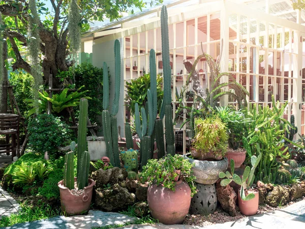 Jardin Cactus Extérieur Beaucoup Cactus Plantes Succulentes Dans Des Pots — Photo