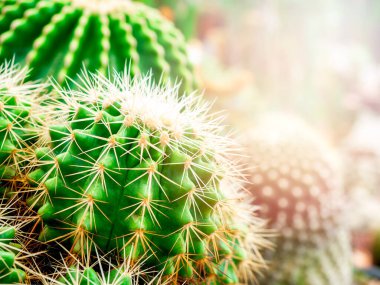 Fotokopi alanı olan tencerede büyüyen yeşil kaktüs. Kaktüs dokusu.