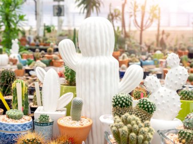 Kaktüslerin içinde yeşil kaktüs olan beyaz seramik kaktüsler. Terracotta 'da çeşitli kaktüsler ve seramik kaplar.