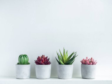 Yeşil, kırmızı ve pembe sulu bitkiler ve modern geometrik çimento ekicilerinde yeşil kaktüs beyaz ahşap rafta, beyaz arka planda fotokopi alanı ile. Beton kaplar, yuvarlak şekilli..