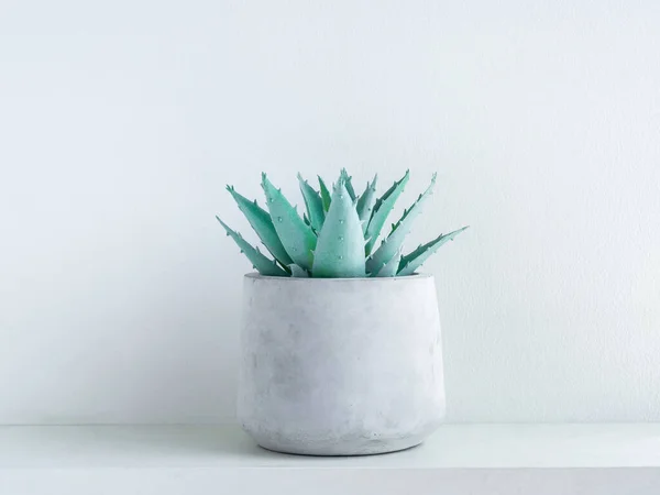 Grön Aloe Vera Saftig Växt Modern Geometrisk Cementplanter Vit Trähylla — Stockfoto