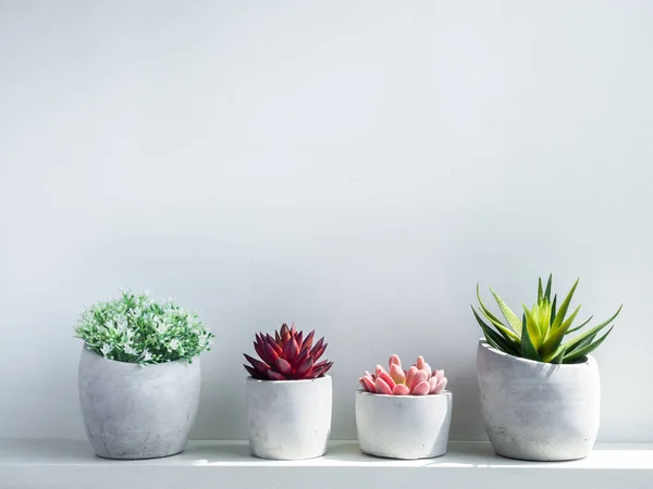 Varias Ollas Hormigón Plantador Cemento Geométrico Moderno Con Flores Blancas — Foto de Stock