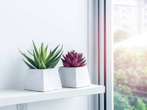 Red Green Succulent Plants Modern Geometric Cement Planters White Wood — Stock Photo, Image