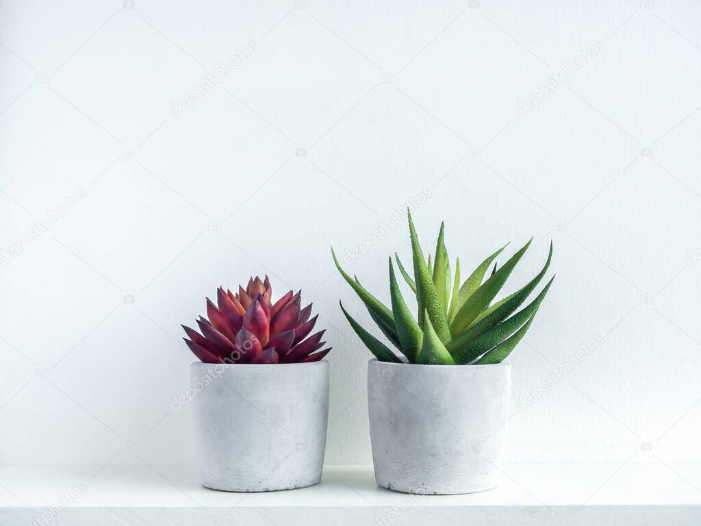 Red and green succulent plants in modern geometric cement planters on white wood shelf on white background. Concrete pots, round shape.