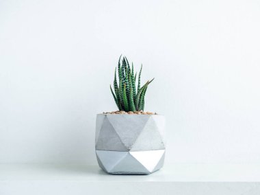 Yeşil kaktüs ya da çizgili zebra sulu bitki modern geometrik beton ekicide beyaz rafta beyaz arka planda izole edilmiş. Güzel gümüş renkli çimento tenceresi.