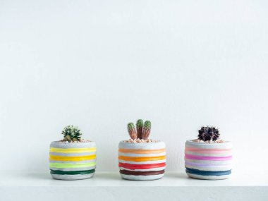 Kaktüs bitkileri, beyaz rafta beyaz duvar zemininde izole edilmiş ve fotokopi alanı olan üç renkli modern geometrik beton ekiciler. Güzel boyanmış çimento kapları.