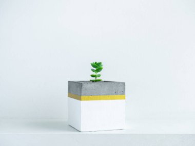 Beyaz duvarda izole edilmiş beyaz raftaki modern geometrik beton bitkilerinde yeşil yapraklar veya sulu bitkiler. Güzel beyaz ve altın rengi çimento tenceresi.