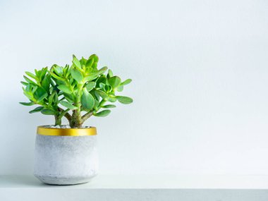 Beyaz raftaki modern geometrik beton ekicideki yeşil yapraklar ya da sulu bitkiler kopya alanı olan beyaz duvar arkaplanındalar. Güzel altın rengi çimento tenceresi.