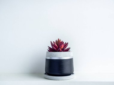 Beyaz raftaki modern geometrik beton ekicideki kırmızı sulu bitki beyaz duvar arka planında izole edilmiş. Güzel siyah ve gümüş renkli çimento tenceresi.