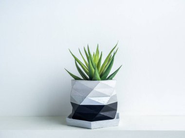 Beyaz raftaki modern geometrik beton ekicideki yeşil sulu bitki beyaz duvar arka planında izole edilmiş. Güzel siyah ve gümüş renkli çimento tenceresi.