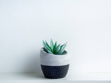 Beyaz raftaki modern geometrik beton ekicideki yeşil sulu bitki beyaz duvar arka planında izole edilmiş. Güzel siyah renk ve beyaz nokta desenli çimento tenceresi.